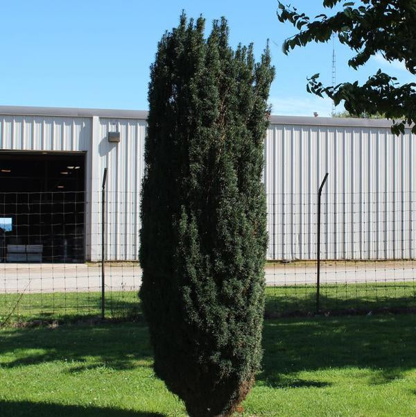 1g Maureen Hybrid Yew