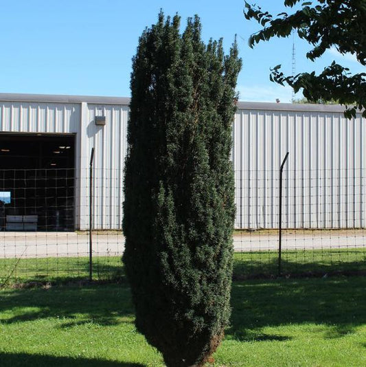 1g Maureen Hybrid Yew