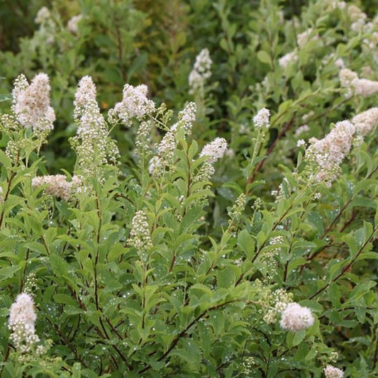 2g Meadowsweet