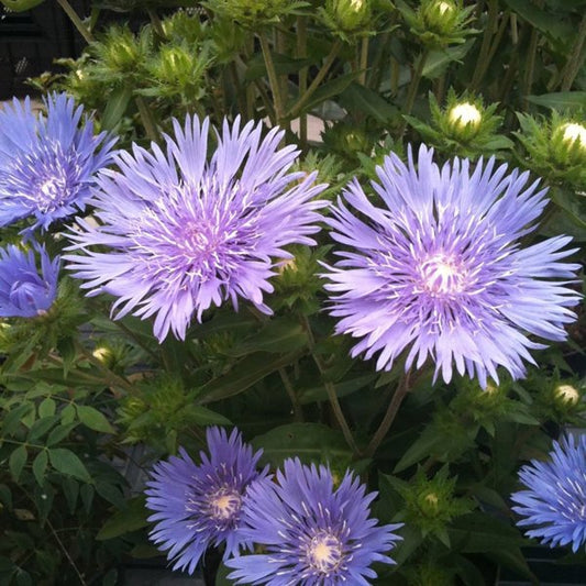 1g Mel's Blue Stokes' Aster