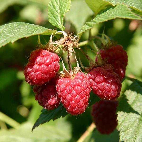 1g Meeker Raspberry – TBG Garden Shop