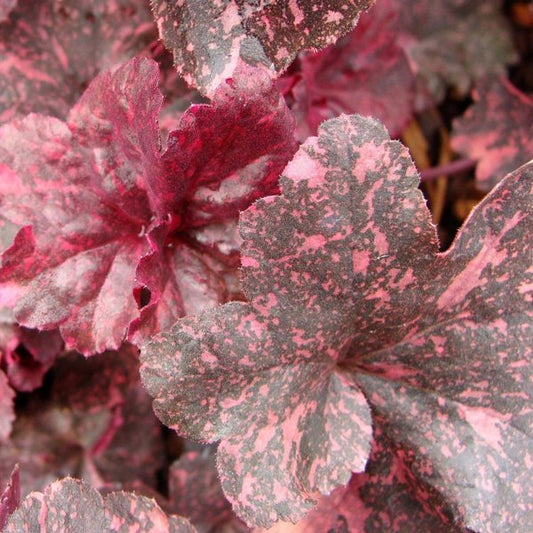 1g Midnight Rose Coral Bells