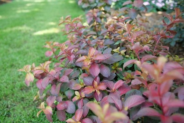 1 Quart Midnight Sun Reblooming Weigela