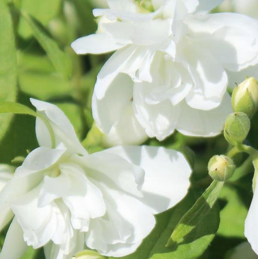 2g Minnesota Snowflake Mock Orange