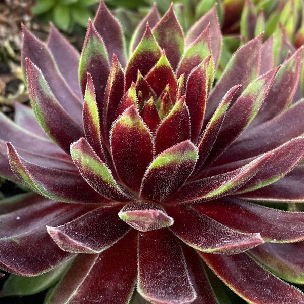1g Mint Chocolate Chip Hens and Chicks