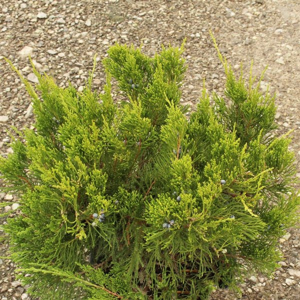 3g Mint Julep Juniper