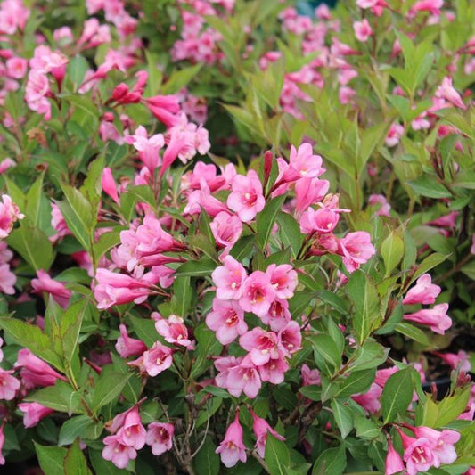 2g Minuet Weigela