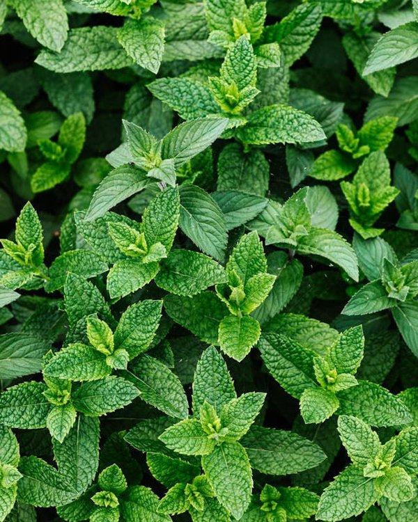 4 Inch Mojito Mint