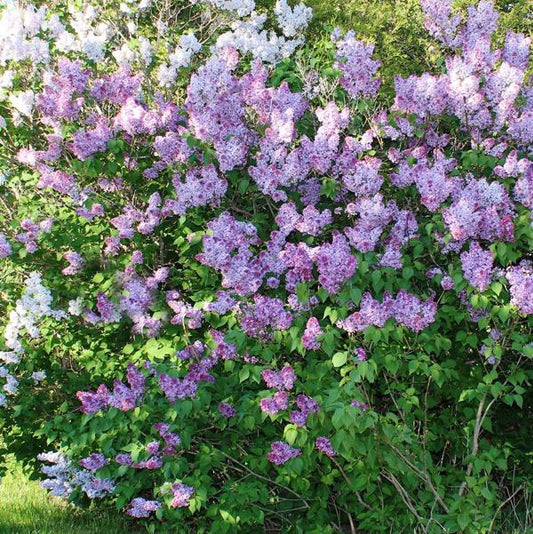 5g Monge Lilac