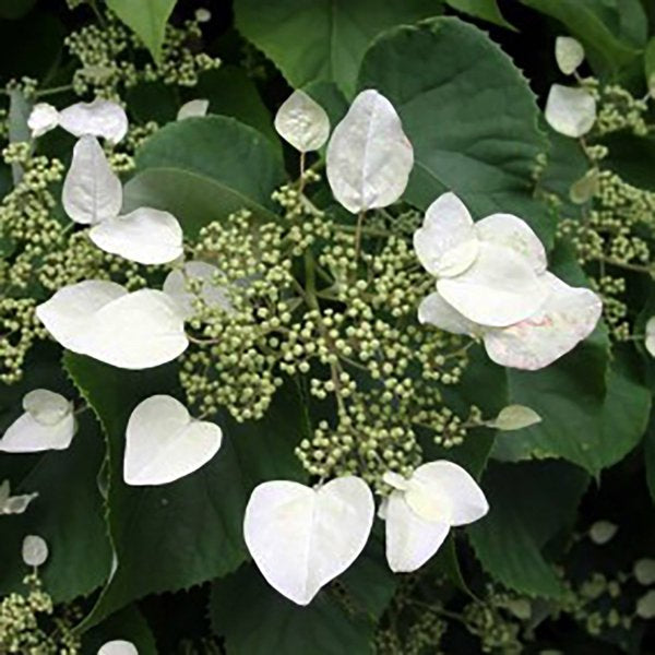 1g Std Moonlight Climbing Hydrangea