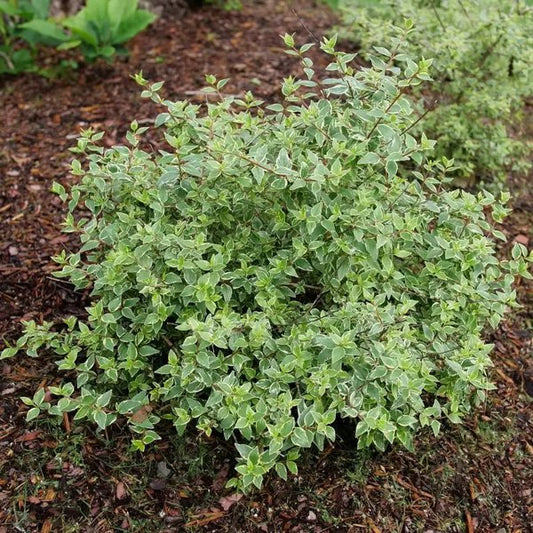 1 Quart Mucho Gusto Abelia