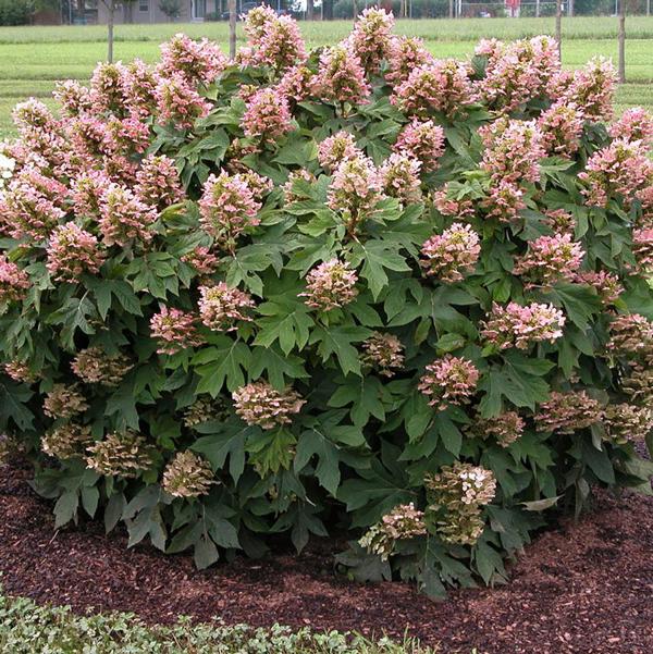 2g Munchkin Oakleaf Hydrangea