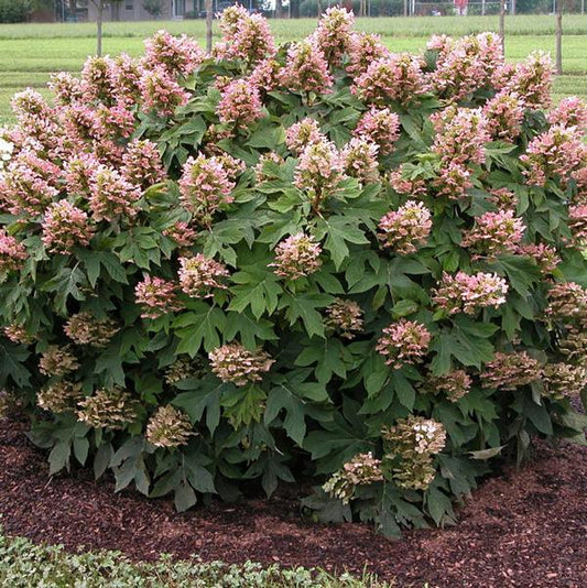 2g Munchkin Oakleaf Hydrangea