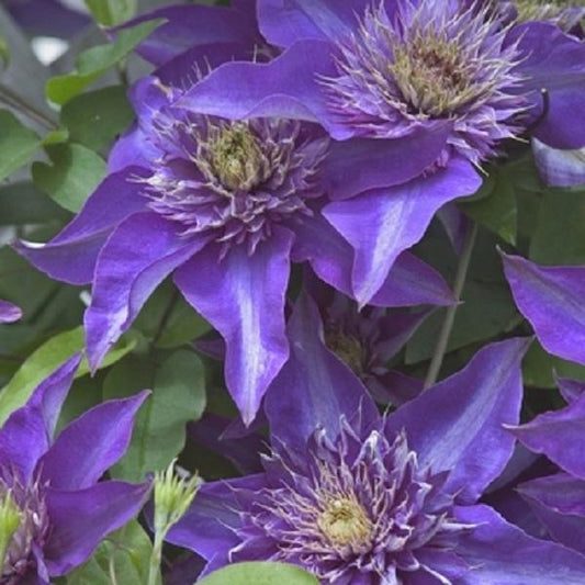 1g Multiblue Clematis
