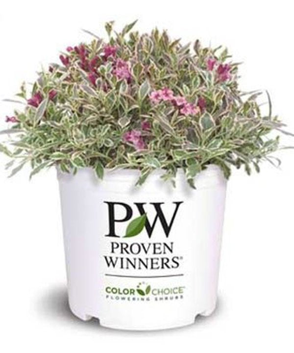 1 Quart My Monet  Weigela florida