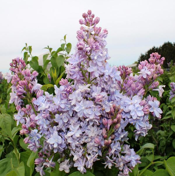 5g Nadezda Lilac