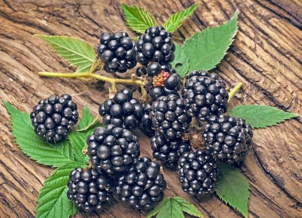 1g Navaho Blackberry
