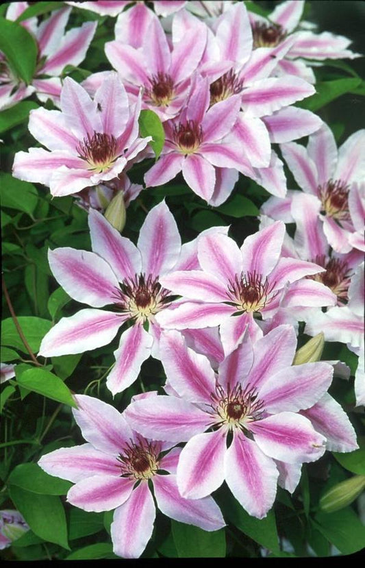 1g Nelly Moser Clematis