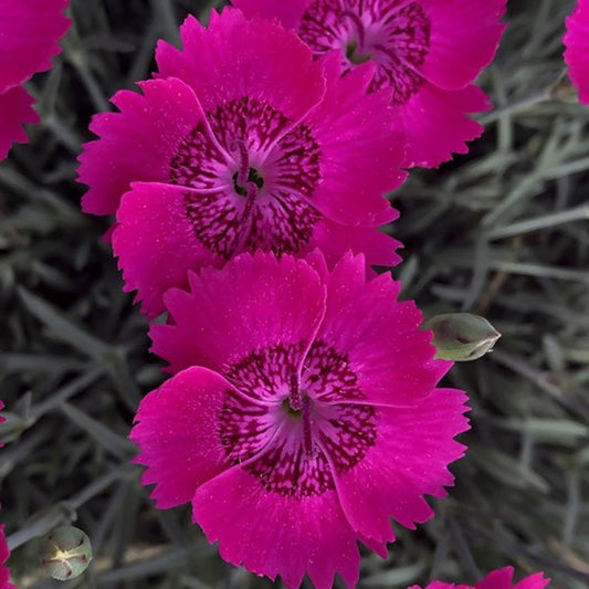 1g Neon Star Improved Star Single Pinks