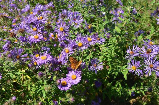 New England Aster - 11cm Pot
