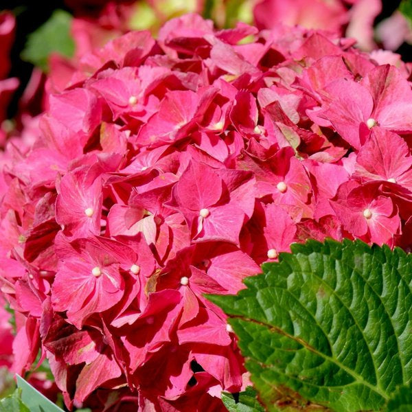 2g Next Generation Red Sensation Hydrangea