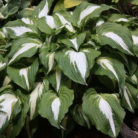 1g Night Before Christmas Hosta