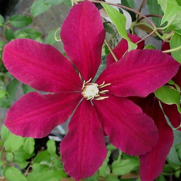 1g Std Niobe Clematis