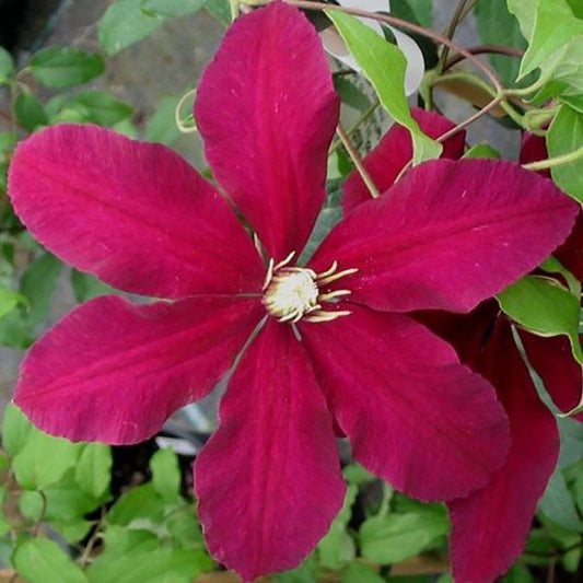 1g Std Niobe Clematis