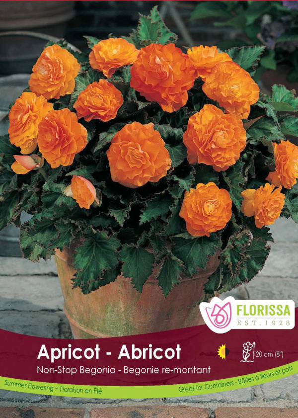 Non stop Apricot Begonia Bulb
