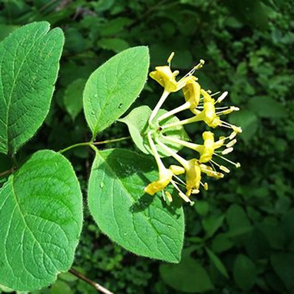 2g Northern Bush Honeysuckle