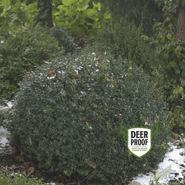1 Quart North Star  Boxwood