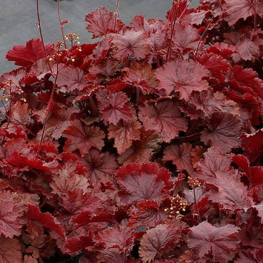 1g Northern Exposure Red Coral Bells