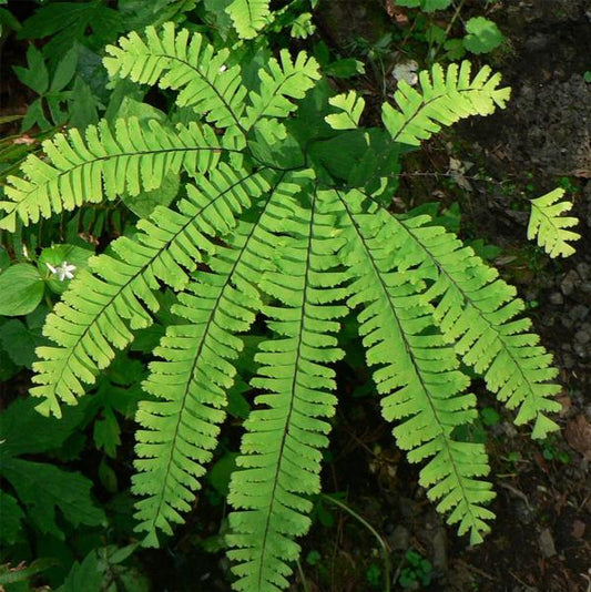 1g Northern Maidenhair Fern