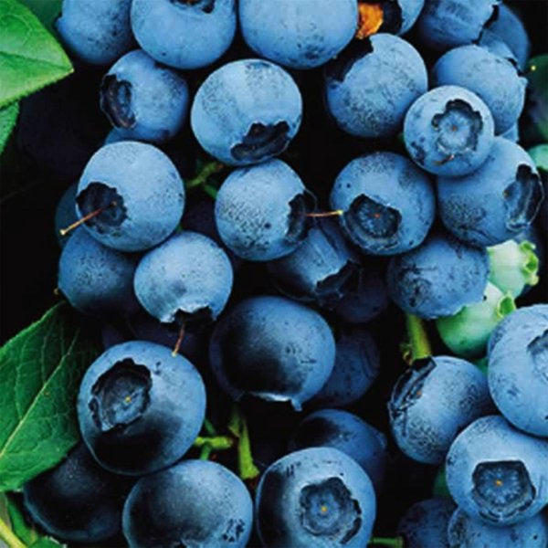 1g Northland Blueberry