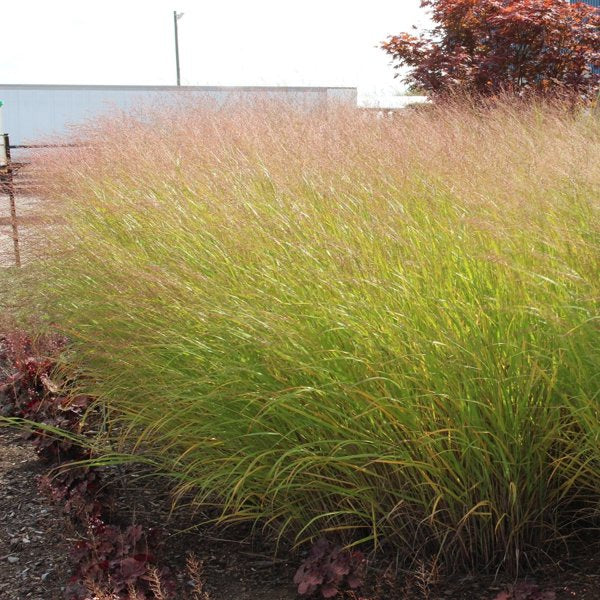 1g Northwind Switchgrass