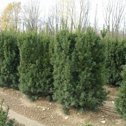 40cm 3g Nova Japanese Yew