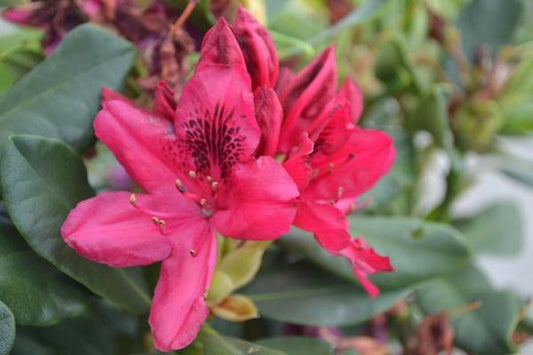3g Nova Zembla Rhododendron