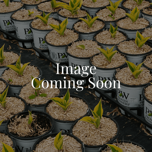 2g Onyx and Pearls Beardtongue