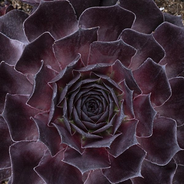 1g Onyx Hen and Chicks