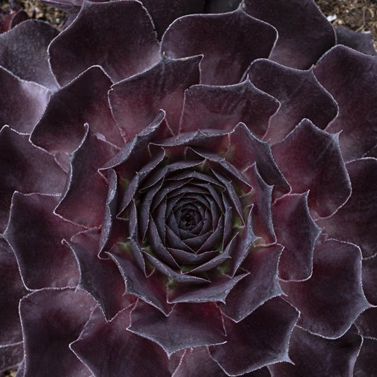 1g Onyx Hen and Chicks
