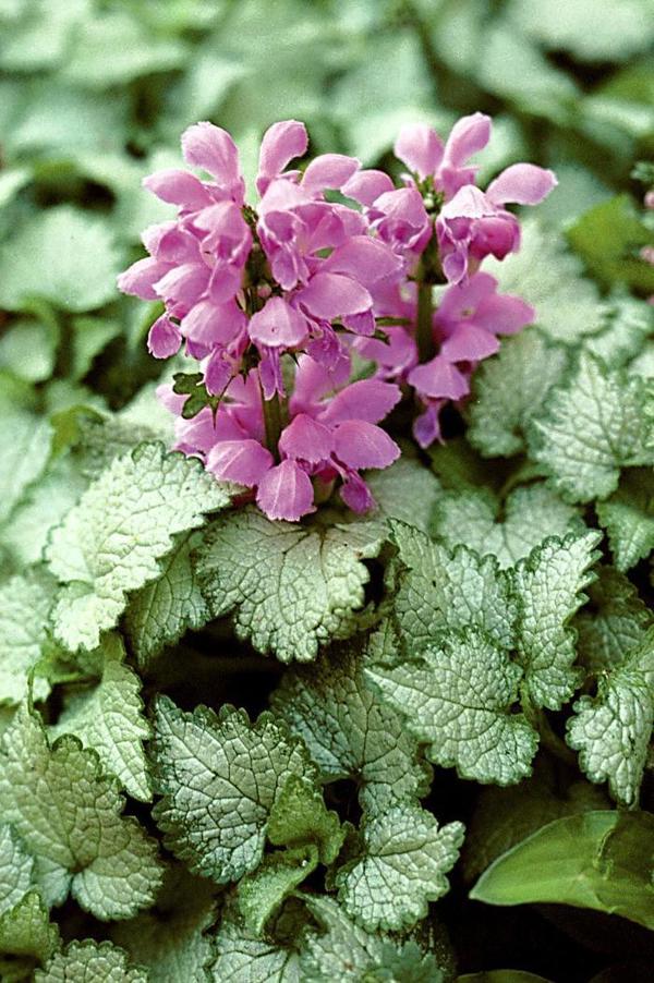 Orchid Frost Spotted Deadnettle - 11cm Pot