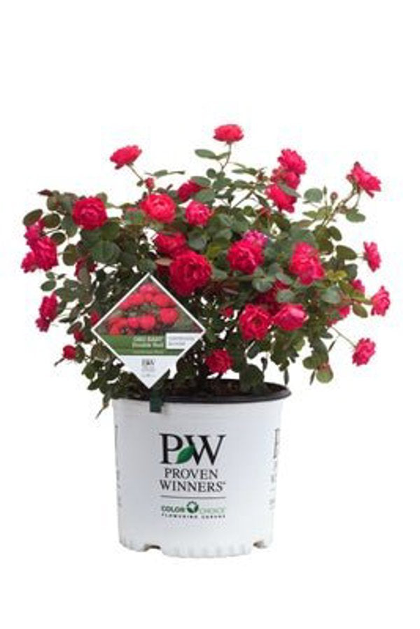1 Quart Oso Easy Double Red  Rose