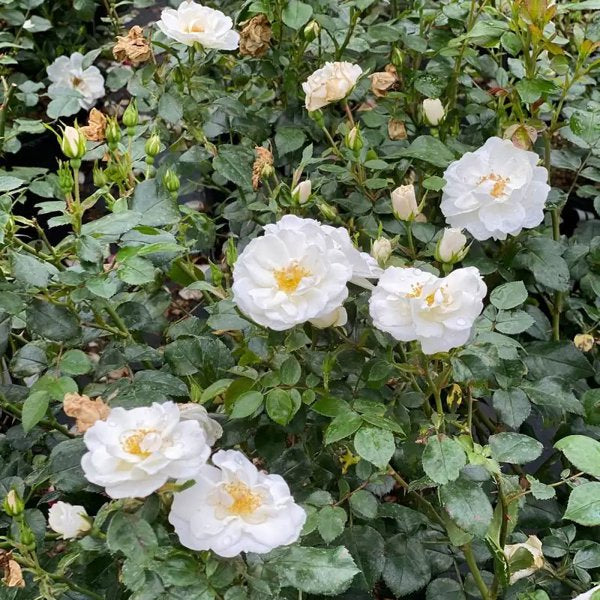1 Quart Oso Easy Ice Bay Rose