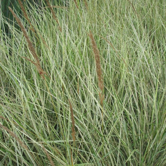 1g Overdam Feather Reed Grass