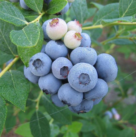 1g Patriot Blueberry