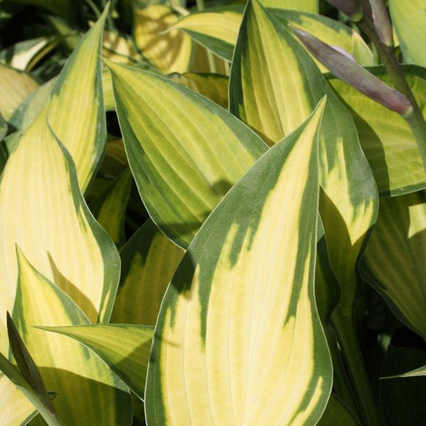 1g Paul's Glory Hosta