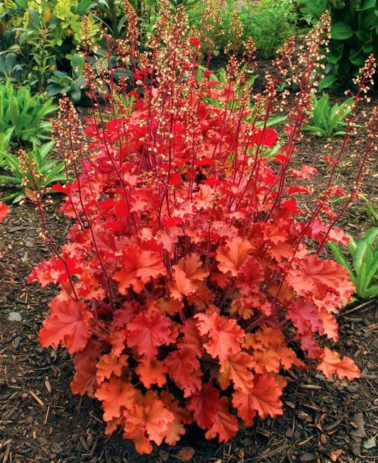 Peach Crisp Coral Bells - 11cm Pot