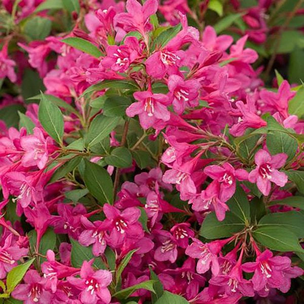 2g Pearl Reblooming Weigela