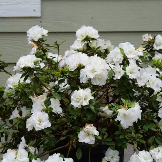 1 Quart Perfecto Mundo Double White Reblooming Azalea