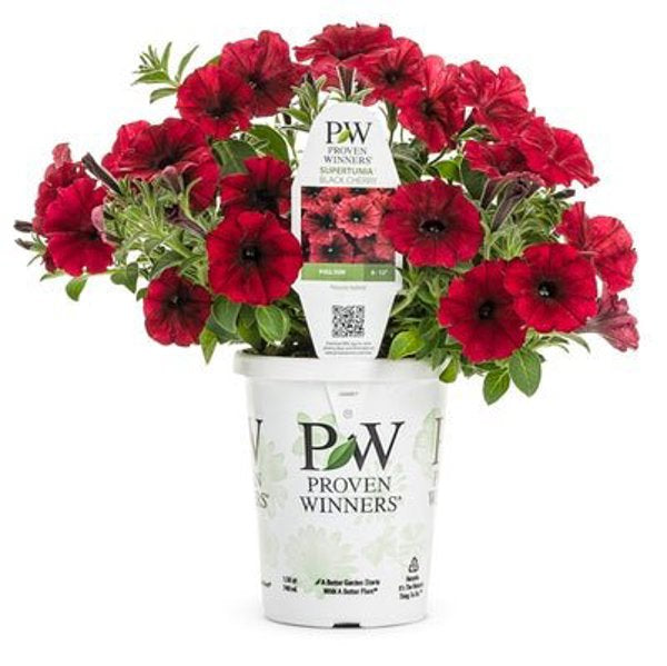 4 Inch Petunia Supertunia Black Cherry